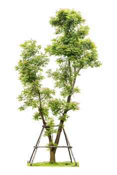 Trees isolated on white background, Clipping path