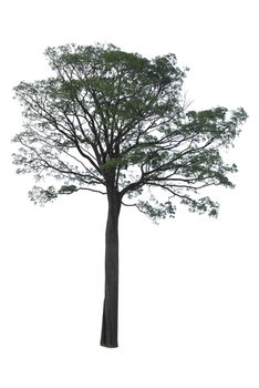 Trees isolated on white background, Clipping path