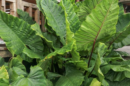 Full frame shoot Alocasia macrorrhizos or Giant Taro or giant alocasia is a species of flowering plant in the arum family Araceae, that it is native to rainforests from Bali, Indonesia.