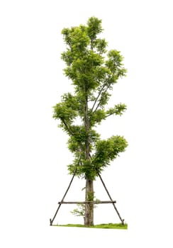 Tree with grass isolated on white background