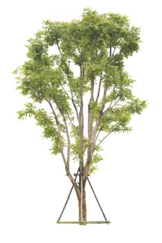 Trees isolated on white background, Clipping path
