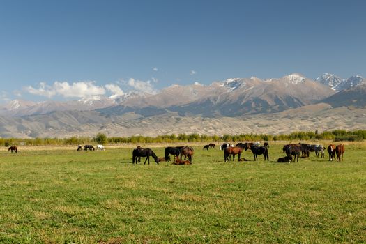 pasture in the mountains, horses graze in a green meadow on a background of mountains