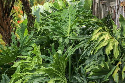 Green leaves of Philodendron Bipinnatifidum, selloum is evergreen tropical ornamental plants for garden. Colorful of dark green leaves textures, which the leaf is deep wavy shape look like feathery.