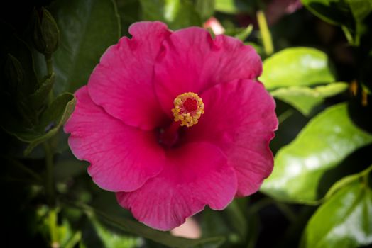 Red Hibiscus Flower