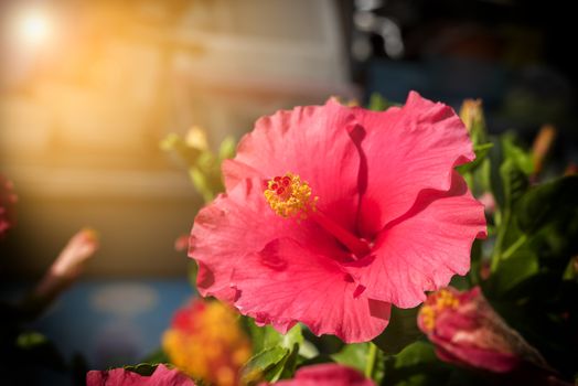 Red Hibiscus Flower