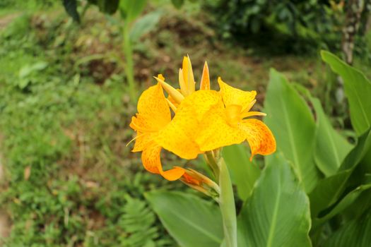 Artistic portrait photo of a yellow Canna Indica flower with dark blurry background. Closeup shot of Canna lily or African arrowroot or Edible canna or Purple arrowroot or Sierra Leone arrowroot.