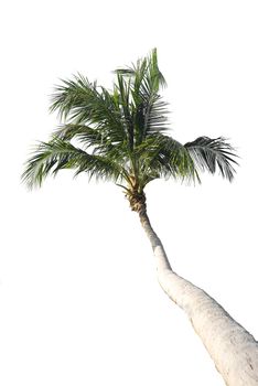 Coconut palm tree isolated on white background