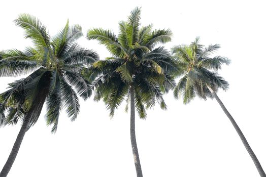 Coconut tree isolated on white background