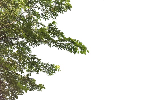 Green leaves and branch isolated on white background