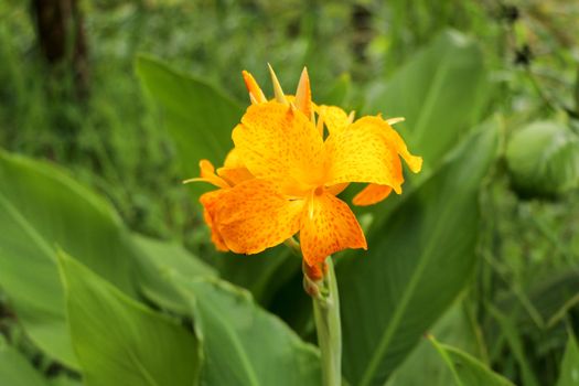 Artistic portrait photo of a yellow Canna Indica flower with dark blurry background. Closeup shot of Canna lily or African arrowroot or Edible canna or Purple arrowroot or Sierra Leone arrowroot.