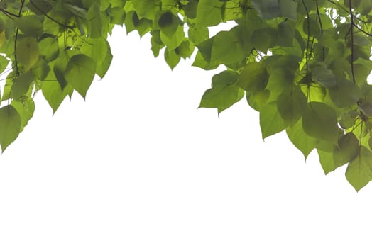 Green leaves and branch isolated on white background