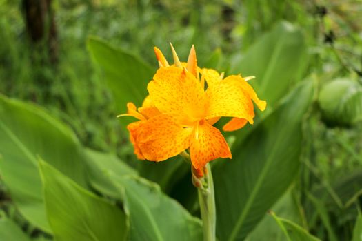 Artistic portrait photo of a yellow Canna Indica flower with dark blurry background. Closeup shot of Canna lily or African arrowroot or Edible canna or Purple arrowroot or Sierra Leone arrowroot.