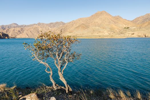 lonely tree on the bank of the Naryn river, The Naryn River in the Tian Shan mountains, Kyrgyzstan