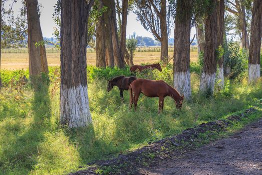 three horses graze between trees near the road, Kyrgyzstan