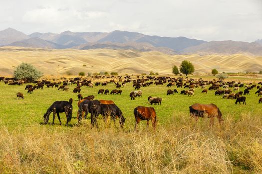 pasture in the mountains, horses and sheep graze in a green meadow on a background of mountains