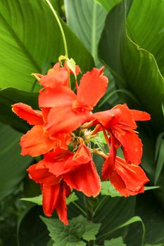 Artistic portrait photo of a orange Canna Indica flower with dark blurry background. Closeup shot of Canna lily or African arrowroot or Edible canna or Purple arrowroot or Sierra Leone arrowroot.