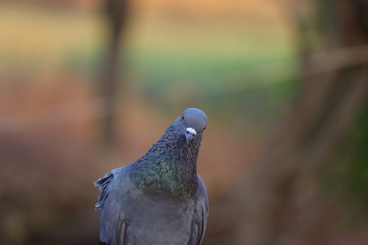 front view pigeon hd image, free pigeon bird photography