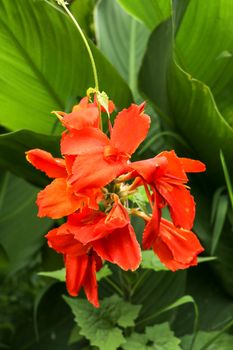 Artistic portrait photo of a orange Canna Indica flower with dark blurry background. Closeup shot of Canna lily or African arrowroot or Edible canna or Purple arrowroot or Sierra Leone arrowroot.