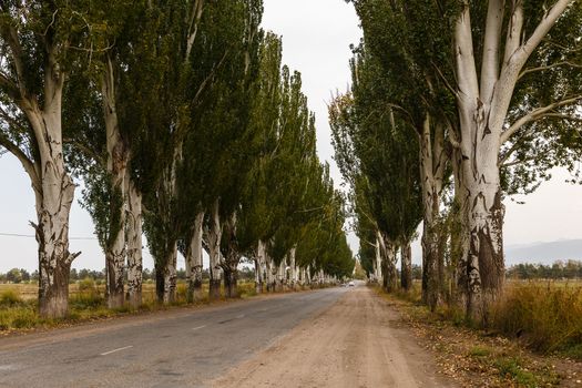 road with poplar trees, Kyrgyzstan