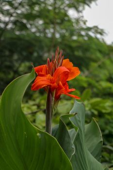 Artistic portrait photo of a orange Canna Indica flower with dark blurry background. Closeup shot of Canna lily or African arrowroot or Edible canna or Purple arrowroot or Sierra Leone arrowroot.