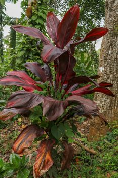 Cordyline fruticosa leaves, Cordyline terminalis or Ti plant. Red leaf pink form growing in the jungle. Rich vegetation. Red and green leaves. Best texture background for your project.