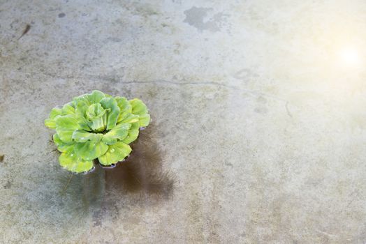 Alone Water lettuce