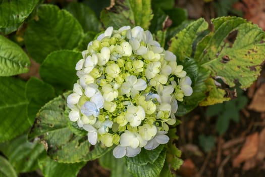 Hydrangea macrophylla - Beautiful bush of hydrangea flowers in the garden. Hydrangea, soft focus. Beautiful floral white background. Beautiful white flowers. Shallow depth of field.