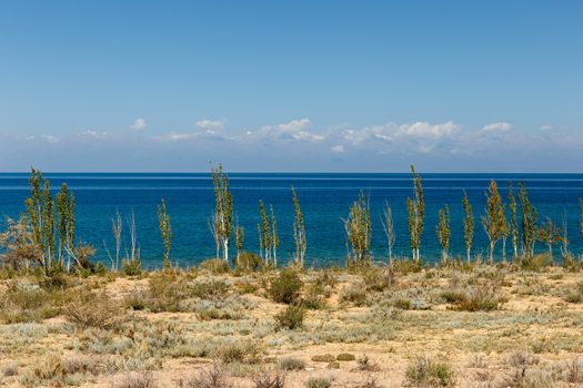 Lake Issyk-kul, Kyrgyzstan, the largest lake in Kyrgyzstan, young poplar trees ashore