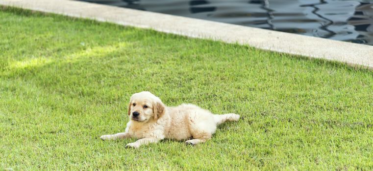 Golden retriever puppy on the green grass