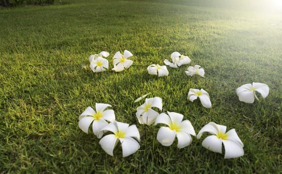 plumeria tropical spa flower in garden Village