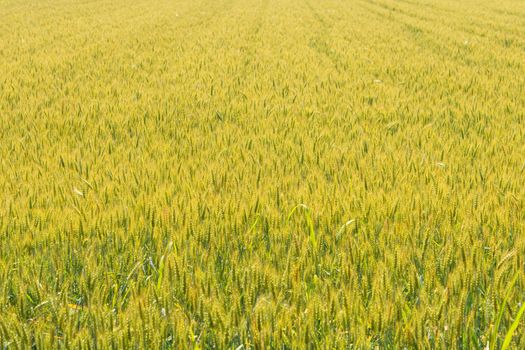 Expanse of wheat in a field under the spring sun, multitude of green ears