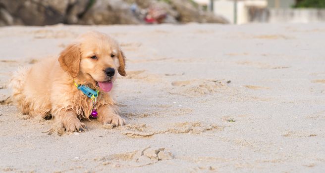 golden retriever puppy play sand on the beach