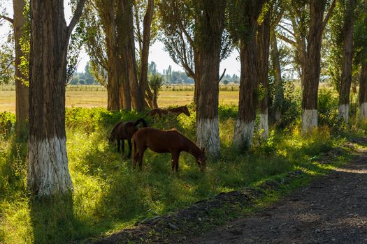 Horse family under trees, three horses graze between trees near the road, Issyk-Kul, Kyrgyzstan