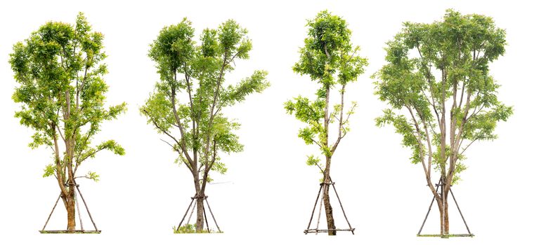 Collection tree isolated on white background with clipping path
