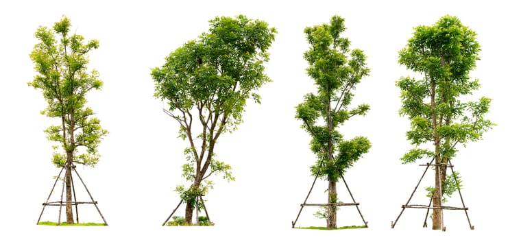 Collection tree isolated on white background with clipping path