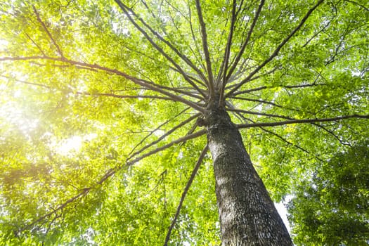 Green concept. Top tree with green Leaves shot from below and sun light.