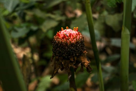 Etlingera elatior RED TORCH GINGER flower. The beautiful exotic ginger plant that gets unique red flowers and great green foliage. It is a species of herbaceous perennial plant and Botanical synonyms.