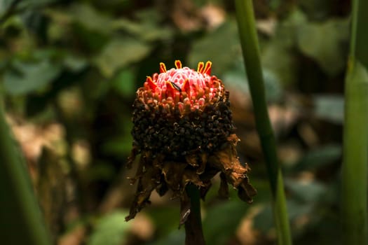 Etlingera elatior RED TORCH GINGER flower. The beautiful exotic ginger plant that gets unique red flowers and great green foliage. It is a species of herbaceous perennial plant and Botanical synonyms.