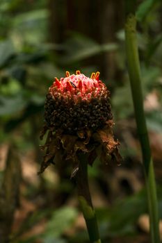 Etlingera elatior RED TORCH GINGER flower. The beautiful exotic ginger plant that gets unique red flowers and great green foliage. It is a species of herbaceous perennial plant and Botanical synonyms.