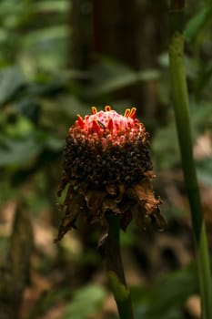 Etlingera elatior RED TORCH GINGER flower. The beautiful exotic ginger plant that gets unique red flowers and great green foliage. It is a species of herbaceous perennial plant and Botanical synonyms.