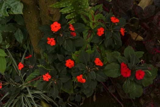 Colorful flowerbed of Busy Lizzie, scientific name Impatiens walleriana. Blossoms in pink, orange, white or red. Summer flowers Impatiens Walleriana. Balsam, Impatiens, Garden Balsam, Zanzibar Balsam.