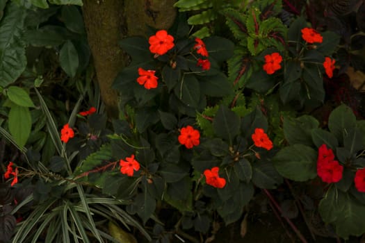 Colorful flowerbed of Busy Lizzie, scientific name Impatiens walleriana. Blossoms in pink, orange, white or red. Summer flowers Impatiens Walleriana. Balsam, Impatiens, Garden Balsam, Zanzibar Balsam.