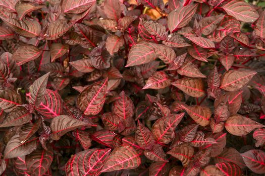 Cordyline fruticosa evergreen flowering plant, Asparagaceae. Red plant is of great cultural importance to traditional animistic religions of Southeast Asia. Cultivated for food, traditional medicine.