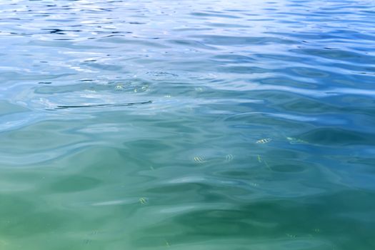 Clear water sea with a little fishs background. With copy space for text or design.