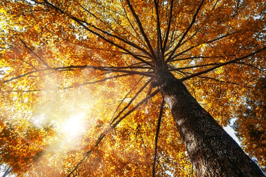 Autumn concept. Top tree with autumn Leaves shot from below and sun light.