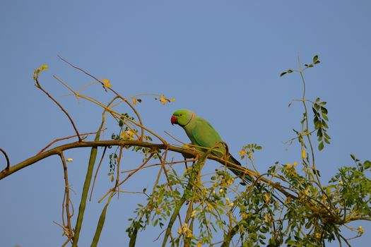 green parrot image , HD background, free bird background