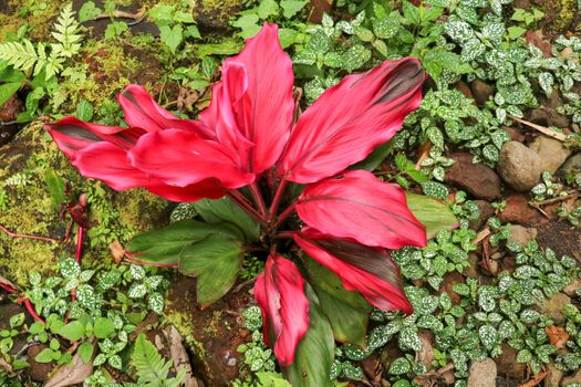 Cordyline fruticosa leaves, Cordyline terminalis or Ti plant. Red leaf pink form growing in the jungle. Rich vegetation. Red and green leaves. Best texture background for your project.