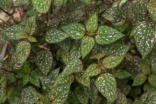 Hypoestes Phyllostachya with pink spotted leaves in tropical jungle, Bali island in Indonesia.Close up of ornamental leaf plant Polka Dot plant. Ornamental plant patterned foliage grown in rainforest.