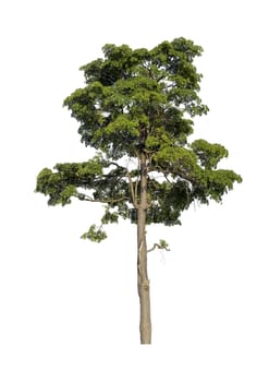 Big tree isolated on white background.