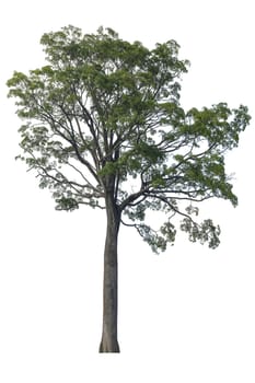 Big Tree isolated on white background.